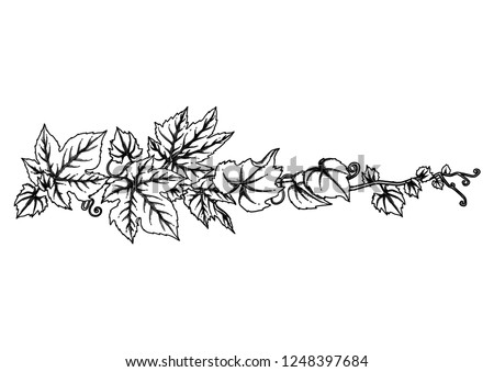 Graphic branch with grape leaves and curly elements. Vector art isolated on white background