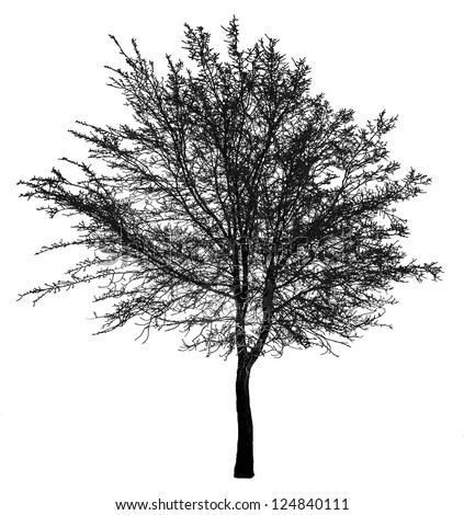 Black tree silhouette  isolated on white background