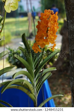 Thai orchid at Suan Luang Rama 9 Rd., Bangkok.                               