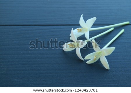Closed up three beautiful white blooming Millingtonia flowers on dark blue wooden table, with free space for text and design