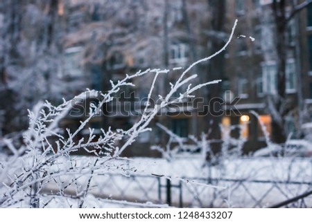 Winter in the park with branches covered in frost and snow