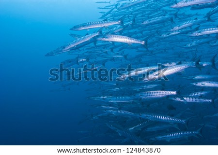 School of Barracudas in blue water