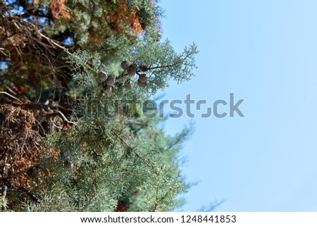 spruce with cones,conifer against the sky