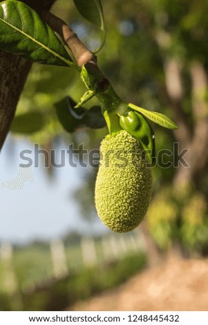 Small green Jackfruit ( Artocarpus heterophyllus ), hanging on tree. , Jackfruit is Delicious sweet fruit.