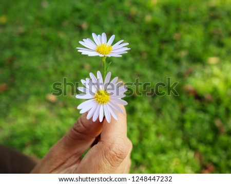 Hand hold flower, small flower in hand.