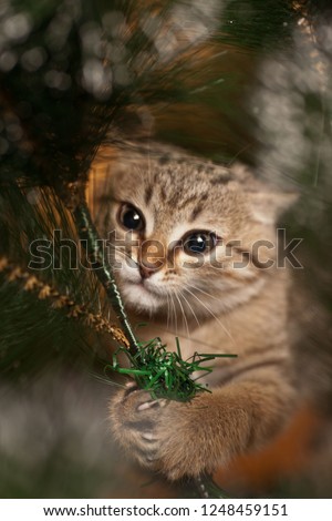 Picture of cat climbing on a new year tree