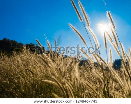 A front selective focus picture of grass flowers on blue sky background.
