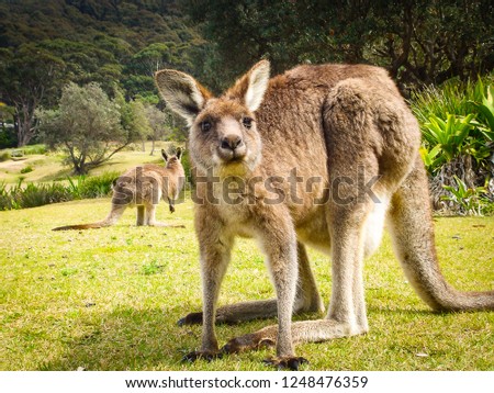 A kangaroo in the front, looking at you, another kangaroo in the back