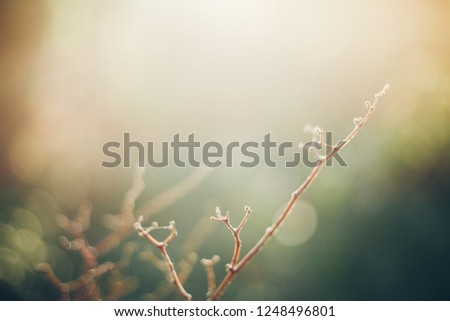 Branch with golden light in the morning