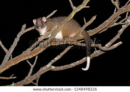 Common ringtail possum (Pseudocheirus peregrinus) in a tree at night