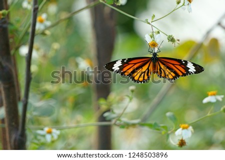 Butterfly and bidens pilosa flowers                               