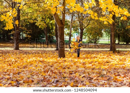 a boy kicks foliage in the fall during a walk in the park, maple trees with yellow leaves grow around