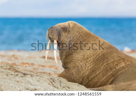portrait natural arctic walrus (odobenus rosmarus) with tusks, blue sea