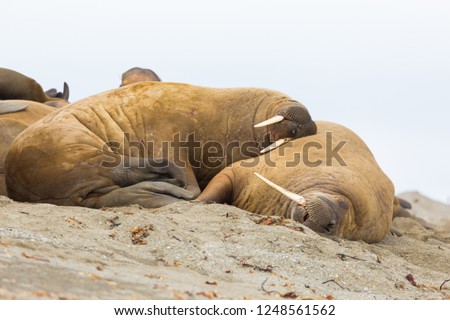 two natural walruses (odobenus rosmarus) sleeping in harmony, sandy beach