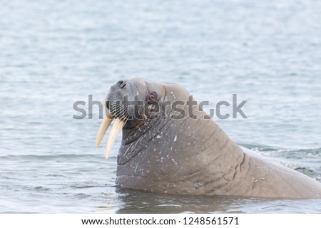 portrait natural arctic walrus (odobenus rosmarus) with tusks in water