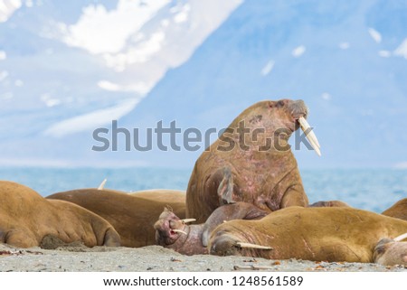 natural walrus colony (odobenus rosmarus), Svalbard