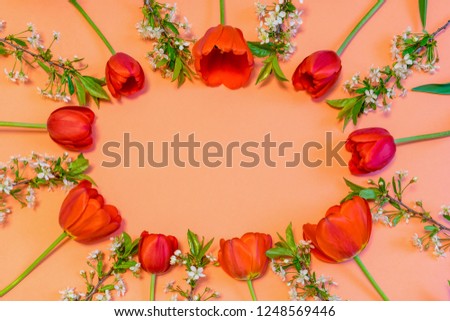 Oval frame made of colorful red tulips and cherry blossom twigs on peachy paper background. Beautiful spring layout. Floral mock up for greeting card. Flat lay, top view, copy space