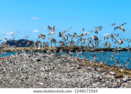 It is a scenery where seagulls fly in Jeju port.