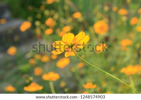 Naturally beautiful yellow cosmos or starburst flowers blooming in the sun on a very hot day. creative nature against the blue sky background