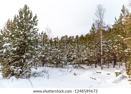 Beautiful winter forest. Zyuratkul national Park, Chelyabinsk region, South Ural, Russia