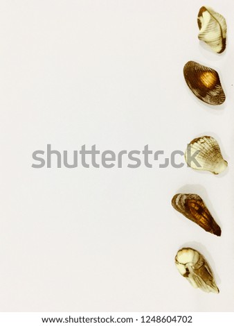Shell shape chocolate as borderline