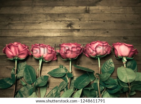 Pink Roses Flowers on Dark Brown Background. Red Rose with copy space. Toned image in retro style