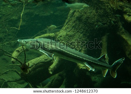 Sturgeon (Ancipenser sturio), fresh water fish, beautiful fish with tree trunk and roots in background