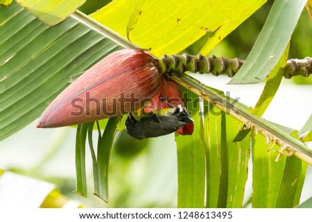 kiskadee bird on the banana tree drinking nektar from flower