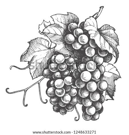 Monochrome Illustration grape bunches and leaves isolated on white background. Vector Sketch hand drawn grapes Graphics Royalty-Free Stock Photo #1248633271
