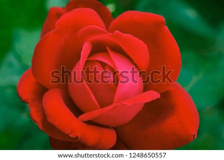 Red rose on green background, full frame