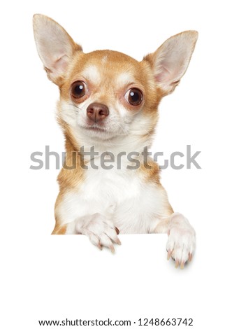Chihuahua dog above banner, isolated on white background. Animal themes
