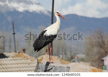 Storks in flight in winter