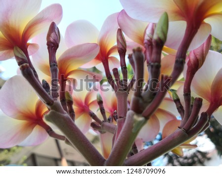 Tropical beautiful Frangipani flower, Pink white yellow color on the one stem piece of Plumeria flowers. Famous use for decorate in massage spa shop in Thailand and Asia.