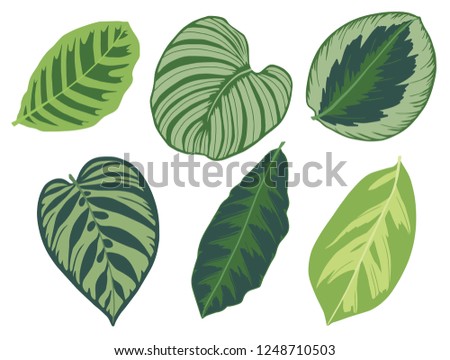 Vector illustration set of six different tropical exotic jungle Marantaceae Calathea prayer plant leaves Royalty-Free Stock Photo #1248710503
