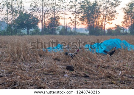 Chickens walks through rice fields in the morning, selective focus.
