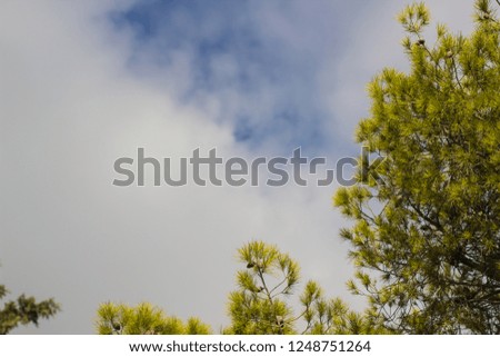 park outdoor tree branches frame to cloudy white and blue sky background wallpaper concept, copy space