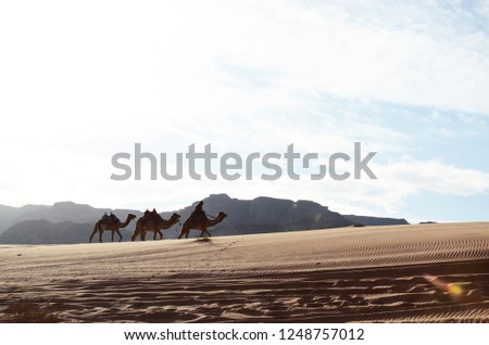 Wadi Rum camel landscape in Jordan