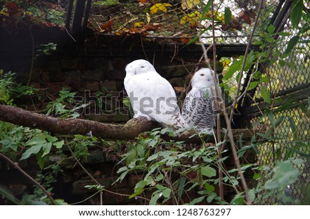 Two owls in aviary