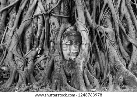 Buddha head in the tree of Mahathat