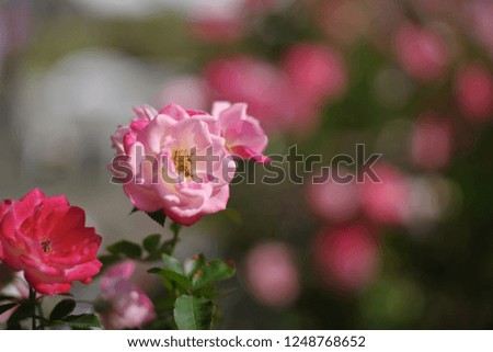 Autumn roses in various varieties
