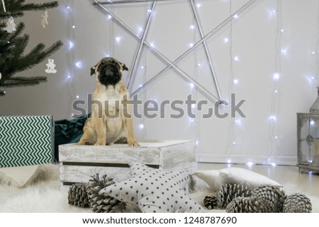 Pug puppy posing in beautiful studio. Christmas lights and decorations.