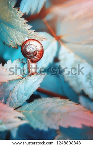 A small snail crawls on a large leaf with water drops on a sunny day