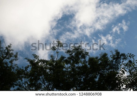blue sky and white clouds and tree in forest .