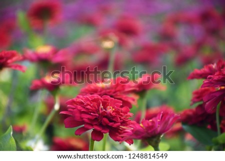 Zinnia flowers (Scientific name: Zinnia violacea)