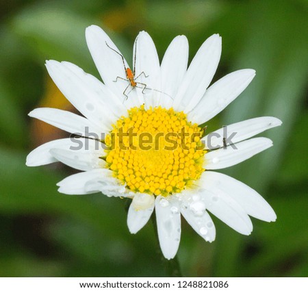 Macro-photography of an insect in a daisy flower covered with water drops. Picture taken in Brazil.