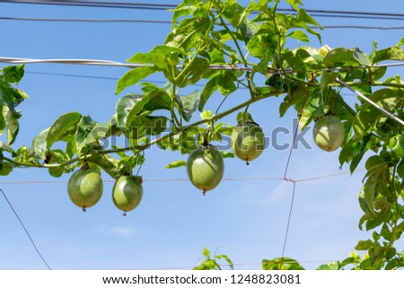 Unripe passion fruit, edible plant in the farm, picture use for advertising, design packaging and more