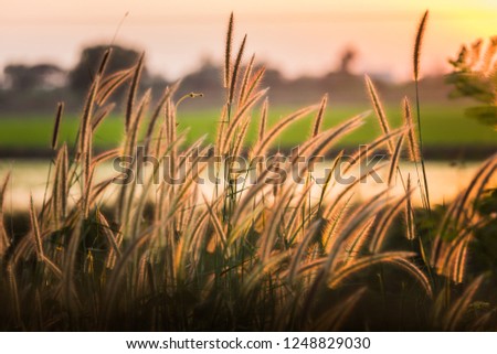 Grass flowers touch the evening light