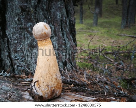 Mushroom in autumn forest scene. Mushroom close up.  Forest scenes with mushrooms. Mushroom hunting.