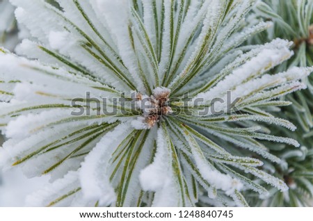 Winter, New Year, beautiful background. Charming green branches of a Christmas tree in the snow.