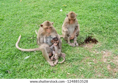 a monkey family